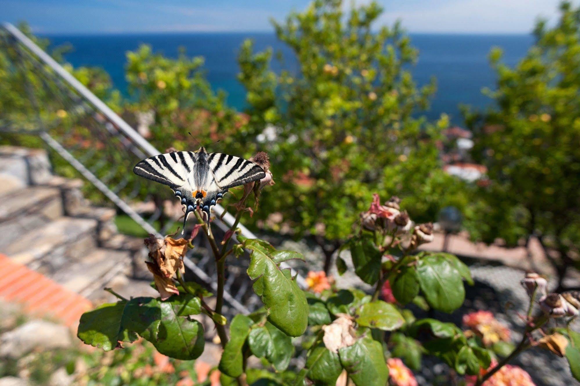 Le Terrazze Appartamenti Vacanze Sanremo Dış mekan fotoğraf